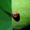 Ladybird