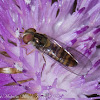 Wasp-mimic Hover-fly