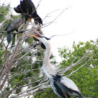 Great Blue Heron and Cormorant