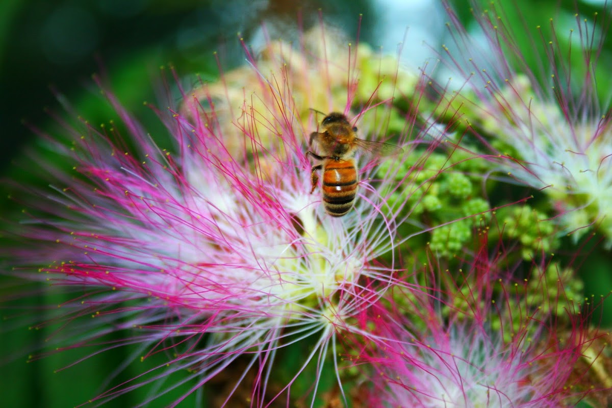 European Honeybee