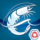 Shrimp Farming