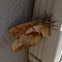 Polyphemus Moth (female)