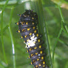 Black Swallowtail caterpillar, third instar