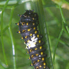 Black Swallowtail caterpillar, third instar