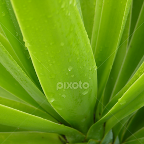 Yucca by Nadia Chatterton - Nature Up Close Other plants