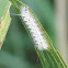Hickory Tussock Moth Larvae