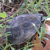 Stinkpot; Musk turtle