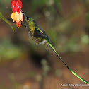 Long-tailed Sylph