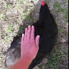 Chicken (Breed: Australorp)