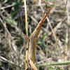 Longheaded Toothpick Grasshopper