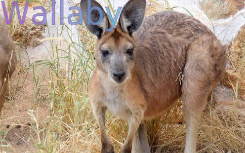 Wild Animals 2 FREE - náhled