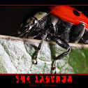 Convergent Ladybird Beetle (Ladybug)