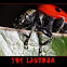 Convergent Ladybird Beetle (Ladybug)