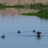 Bufflehead Duck