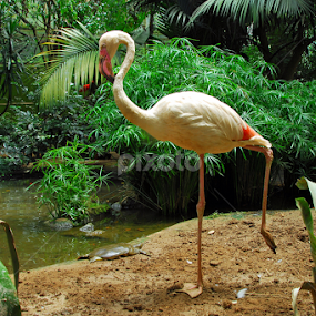 by Antonio Amen - Animals Birds