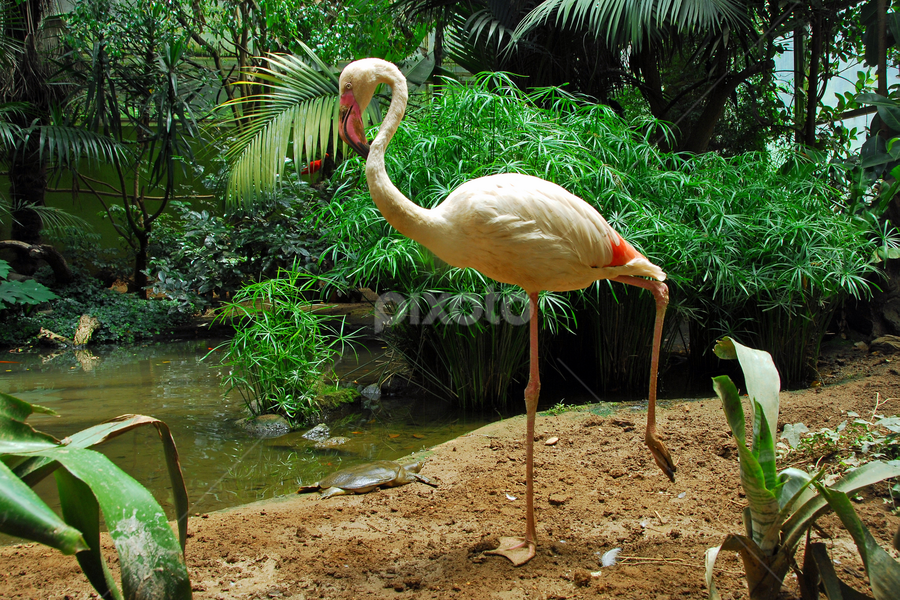 by Antonio Amen - Animals Birds