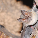 Round-eared bat