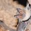 Round-eared bat