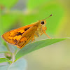 Small orange butterfly