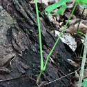 Wood Frog