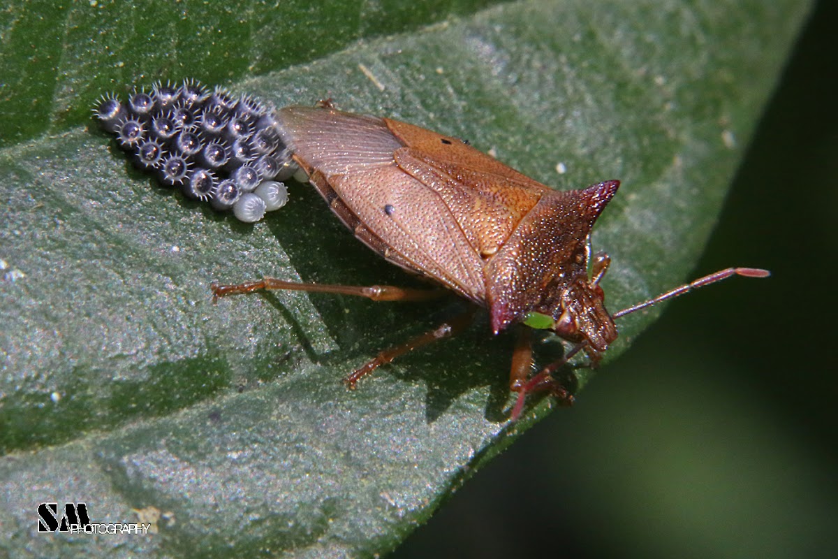 Stink bug laying eggs