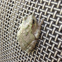 Gray Treefrog