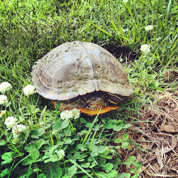 eastern chicken turtle Project Noah