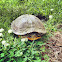 eastern chicken turtle