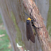 Yellow-collared Scape Moth