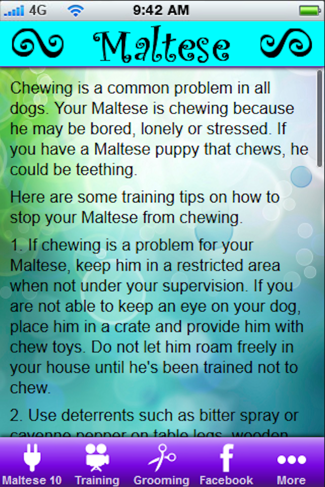 Maltese + Screen 3