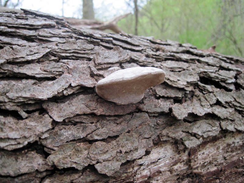 Mushroom 6