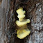 California Fungi