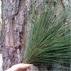 Liblolly Pine/N.C. Pine