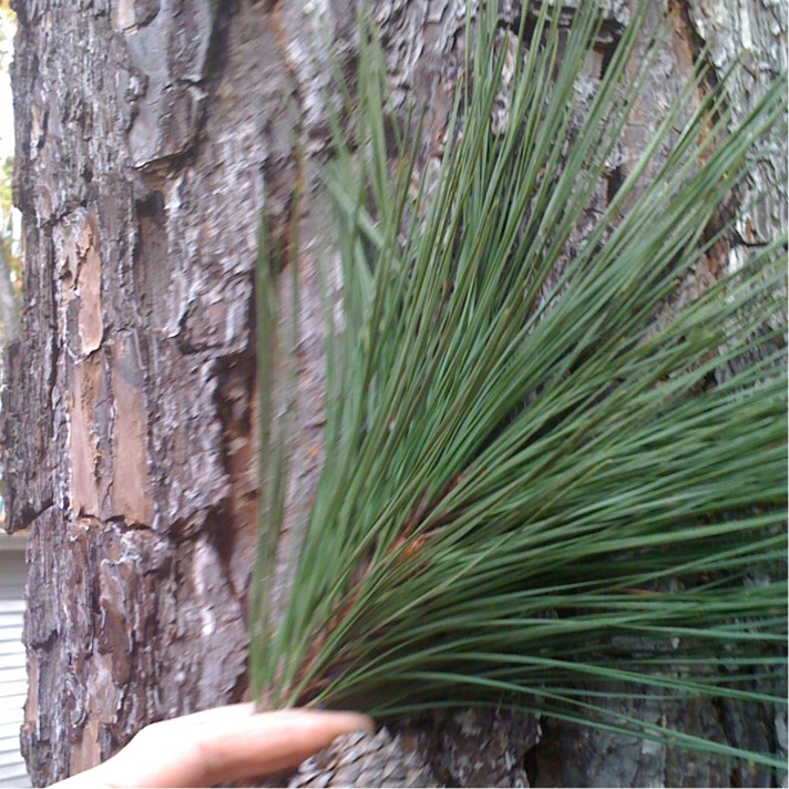 Liblolly Pine/N.C. Pine