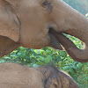 Baby and Mother Asian Elephant