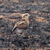 Bateleur (immature)