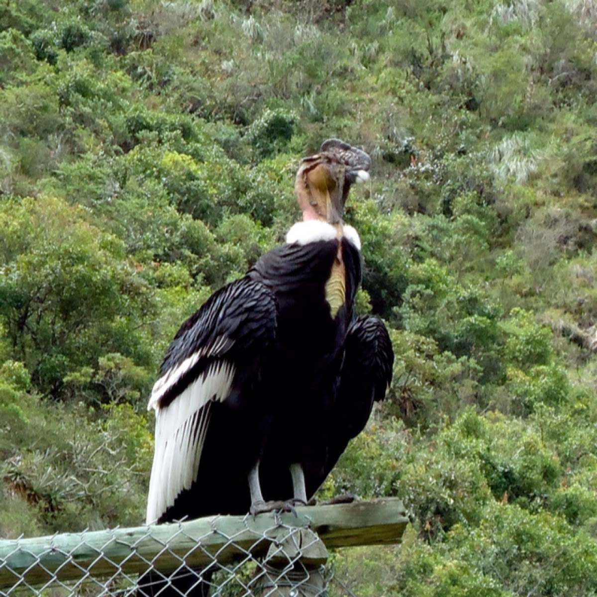 Andean Condor