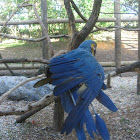 Blue and yellow macaw