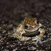 Gray tree frog