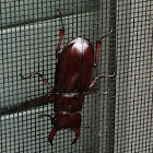 Reddish-Brown Stag Beetle