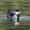 Ruddy Duck