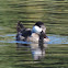 Ruddy Duck