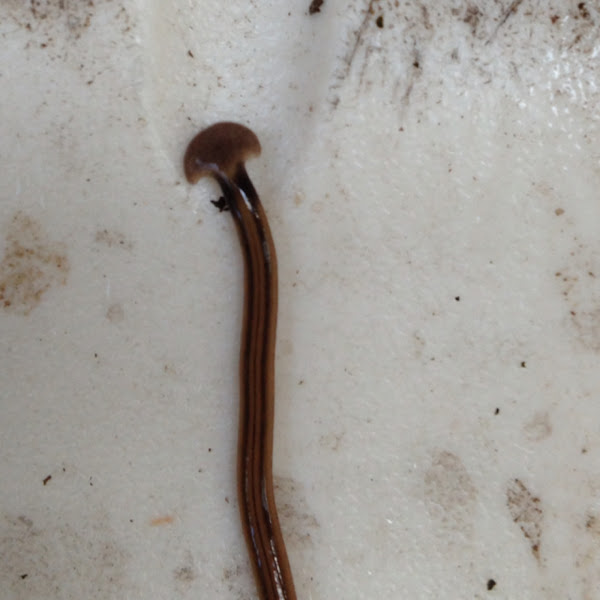 Hammerhead Worm Project Noah
