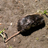 common shrew