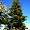 Araucaria excelsa, araucaria o pino de la Isla de Norfolk