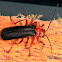 Soldier Beetle