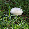Meadow mushroom