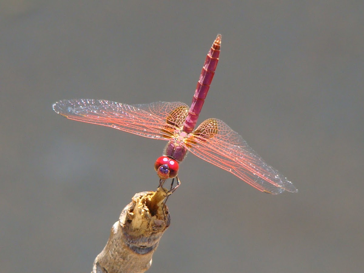 Crimson Marsh Glider Male