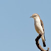 Noivinha-branca (White-rumped Monjita)