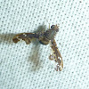Tephritid Fruit Fly